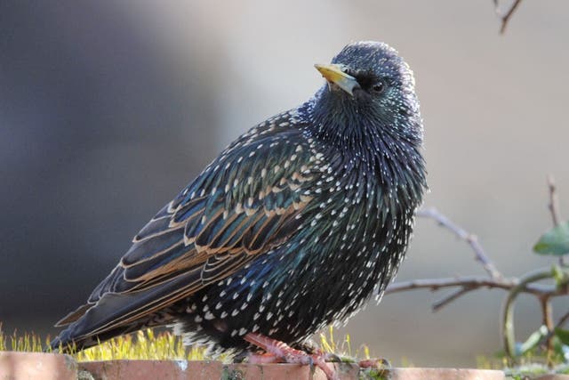 Since 1979, the average number of starlings seen in the Big Garden Birdwatch has fallen by four-fifths