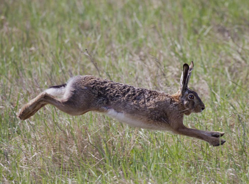 Brown hares are currently experiencing a mysterious ‘die-off’ in parts of Britain