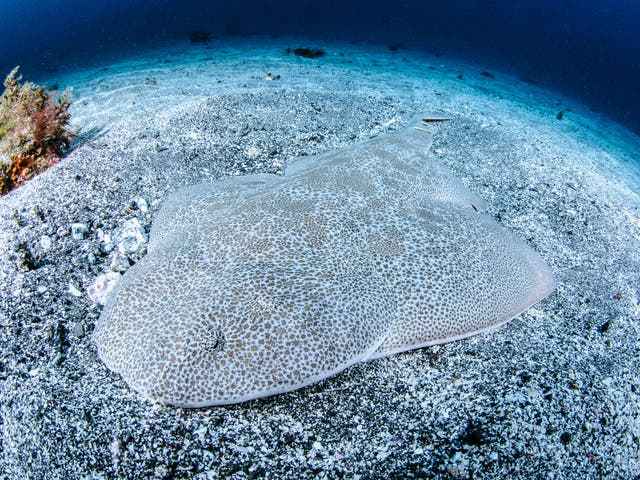 The angel shark, a rare species which has been discovered living off the coast of Wales