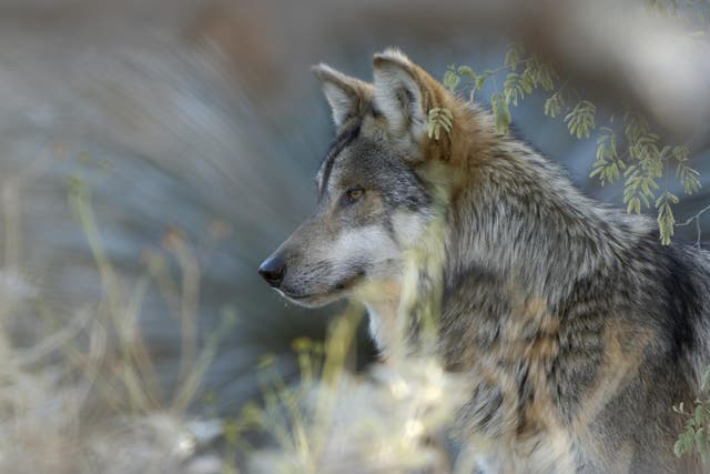 Mexican Wolf (Canis lupus baileyi), adult, head amongst vegetation, captive, New Mexico