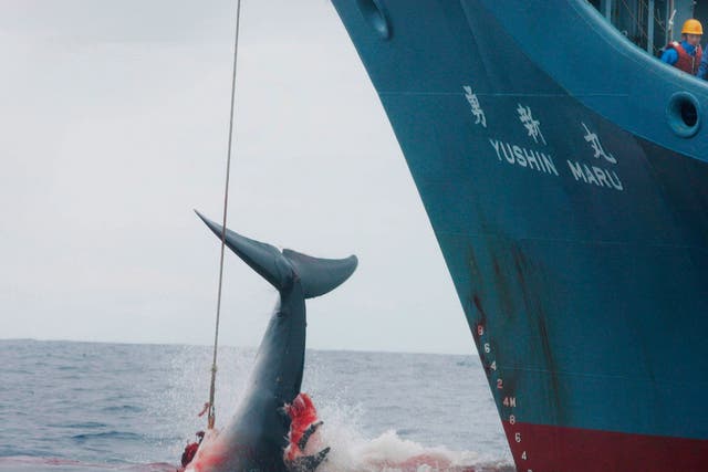 Commercial whaling has been banned since 1986, but Japan has continued controversial ‘scientific’ hunting expeditions