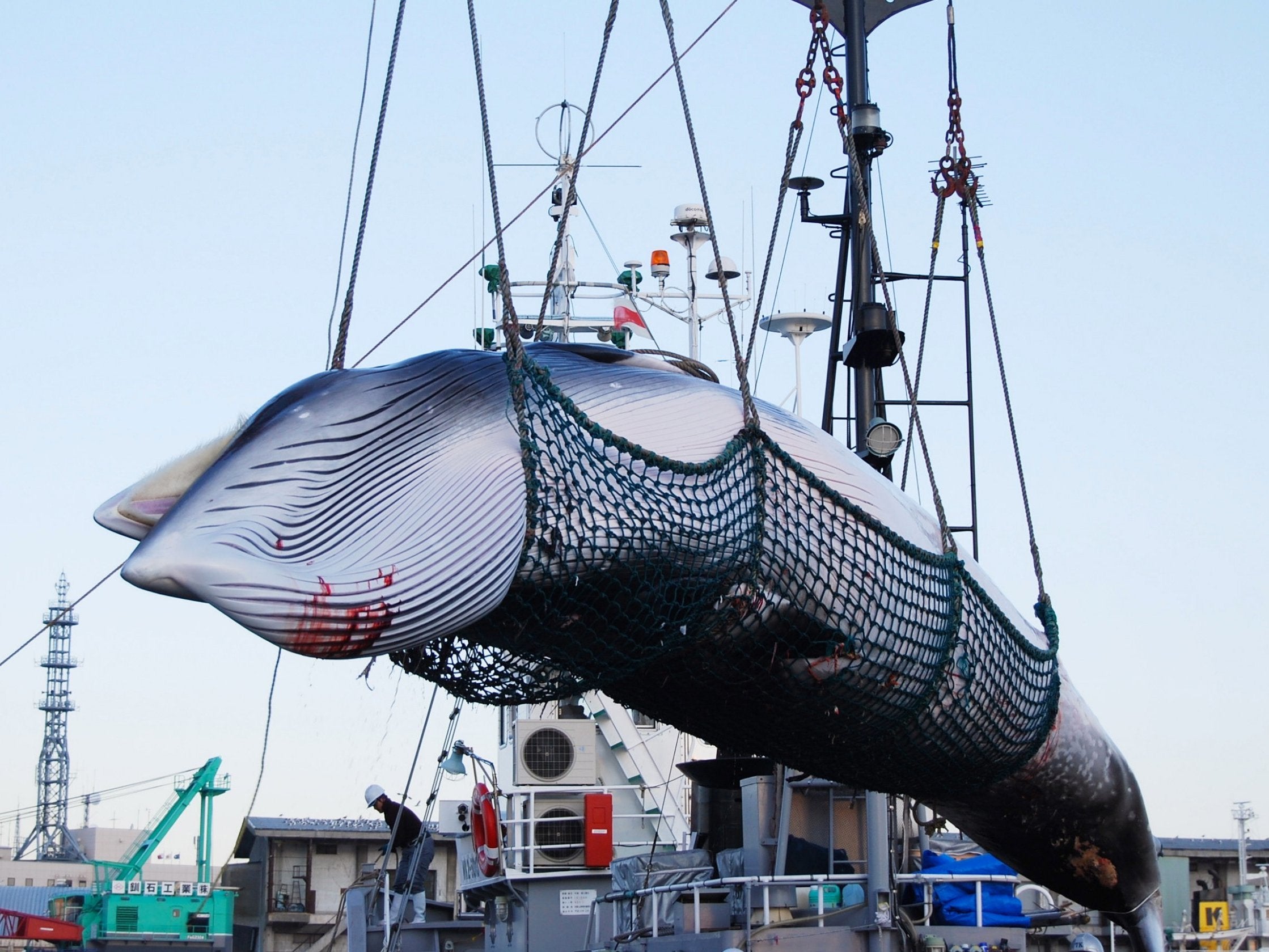 Minke whales are among the species Japan's fleets intend to hunt when commercial whaling resumes in July