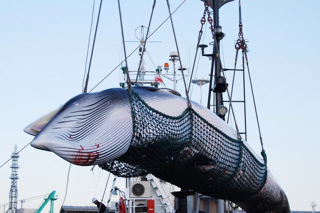 Minke whales are among the species Japan's fleets intend to hunt when commercial whaling resumes in July