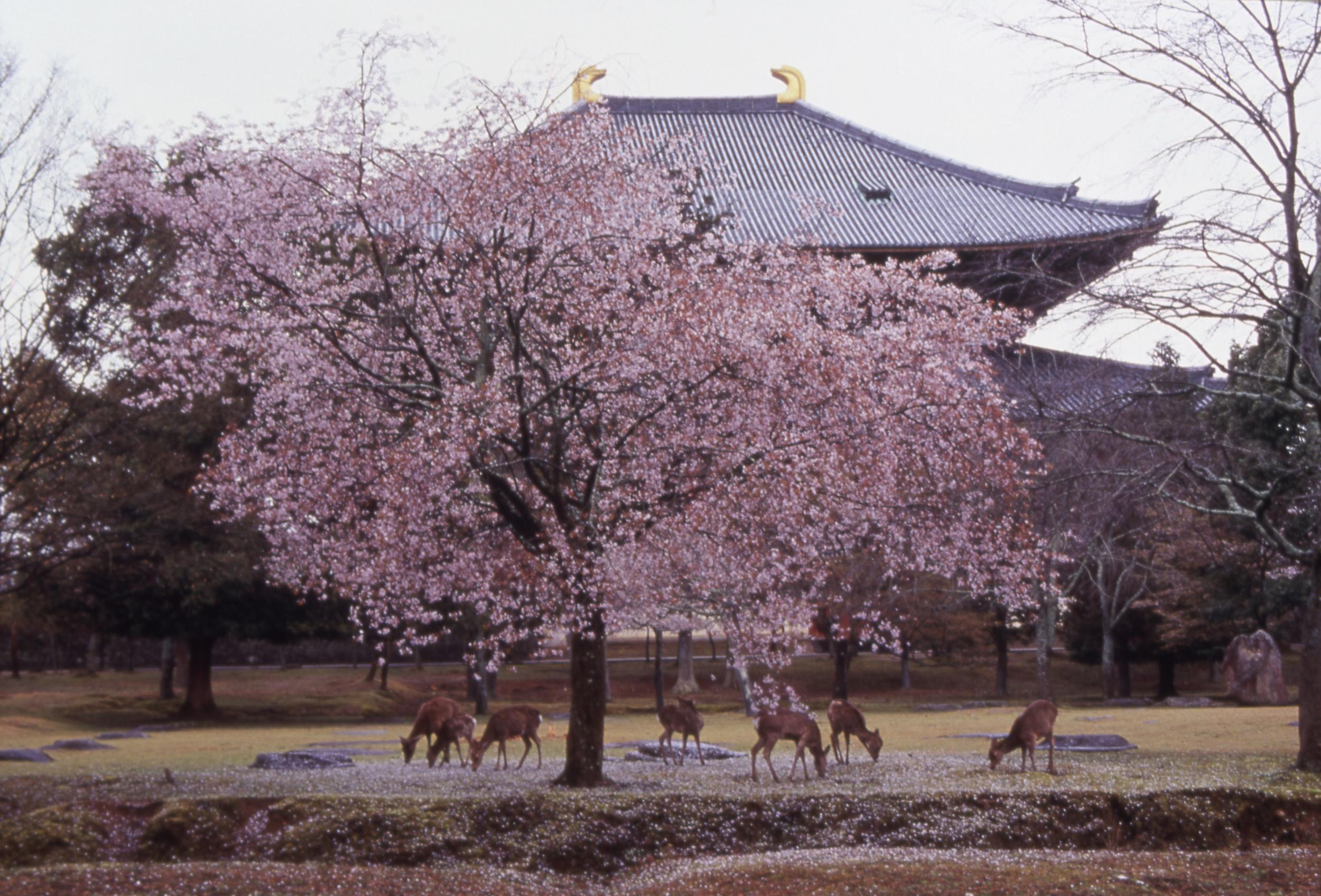 Mount Yoshino in Nara is a top cherry blossom spot