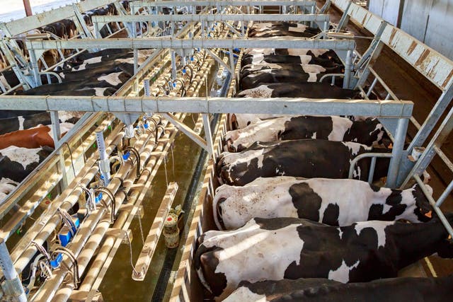 Panoramic view from above of a modern dairy farm. Holstein dairy cows are lined up in stabling during milking.