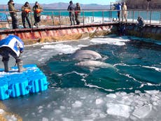Fears killer whales held captive in Russia will freeze to death