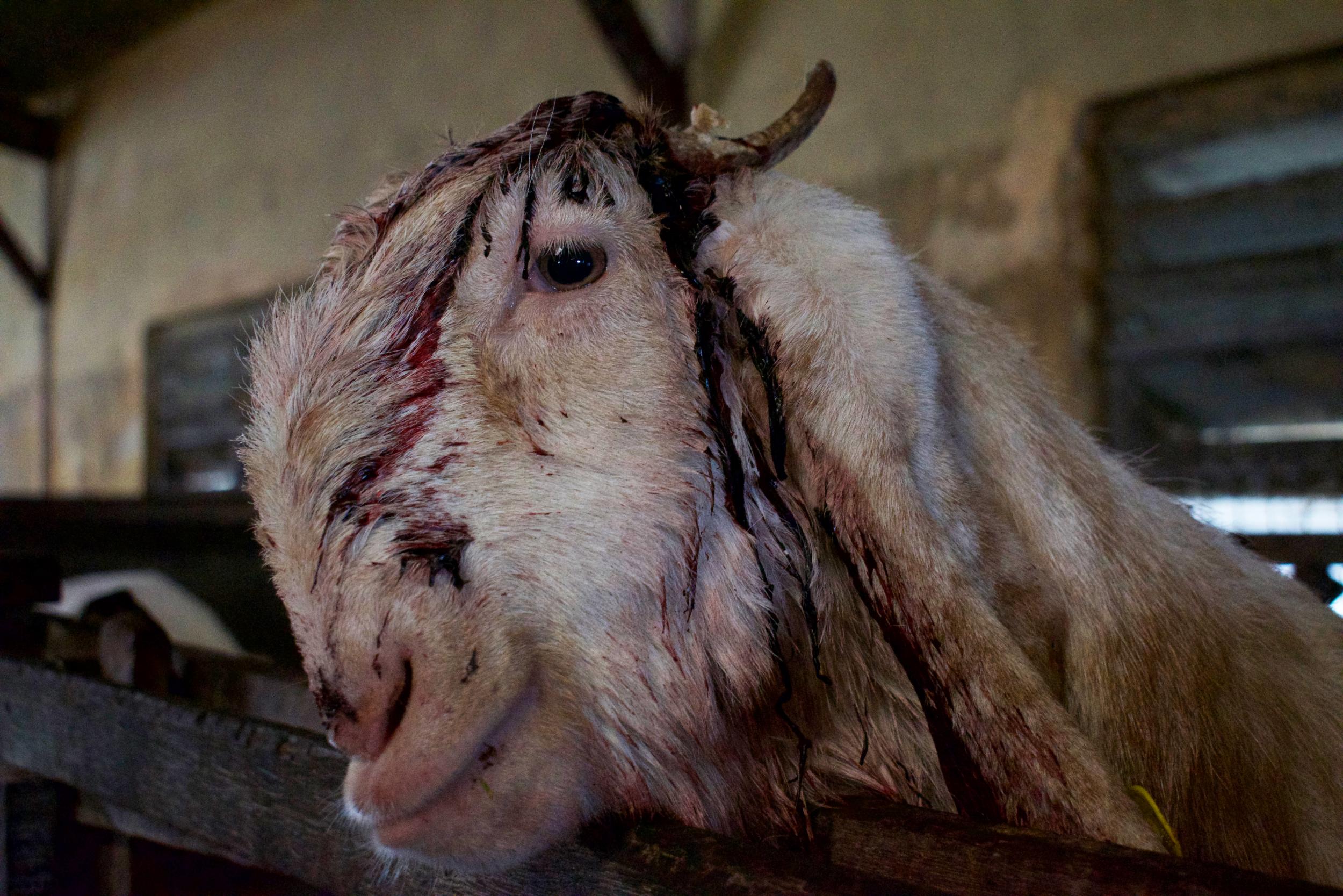A goat was photographed with a bloody head injury