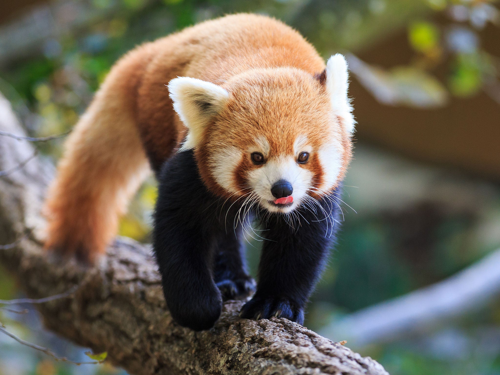 Red pandas are native to the Himalayas and southern China