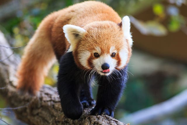 Red pandas are native to the Himalayas and southern China