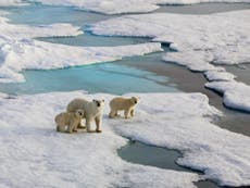 Arctic summers at hottest temperatures for 115,000 years, study reveal