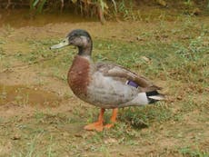 World’s ‘loneliest duck’ killed by dogs on remote Pacific island
