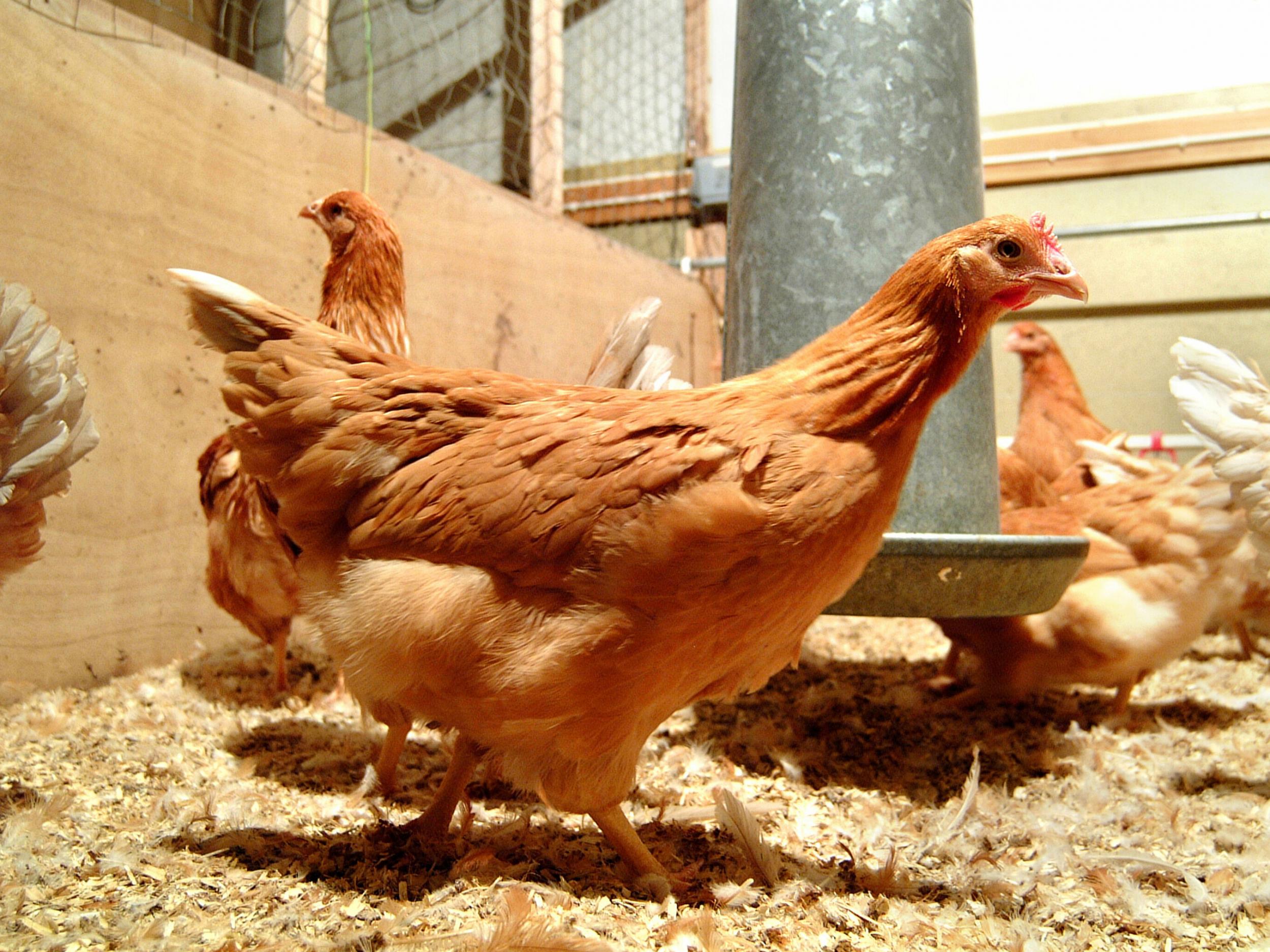 Scientists have produced GM chickens that make human proteins in their eggs