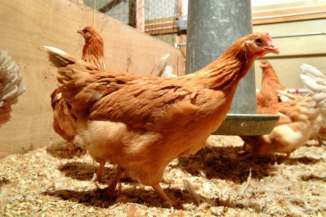 Scientists have produced GM chickens that make human proteins in their eggs  