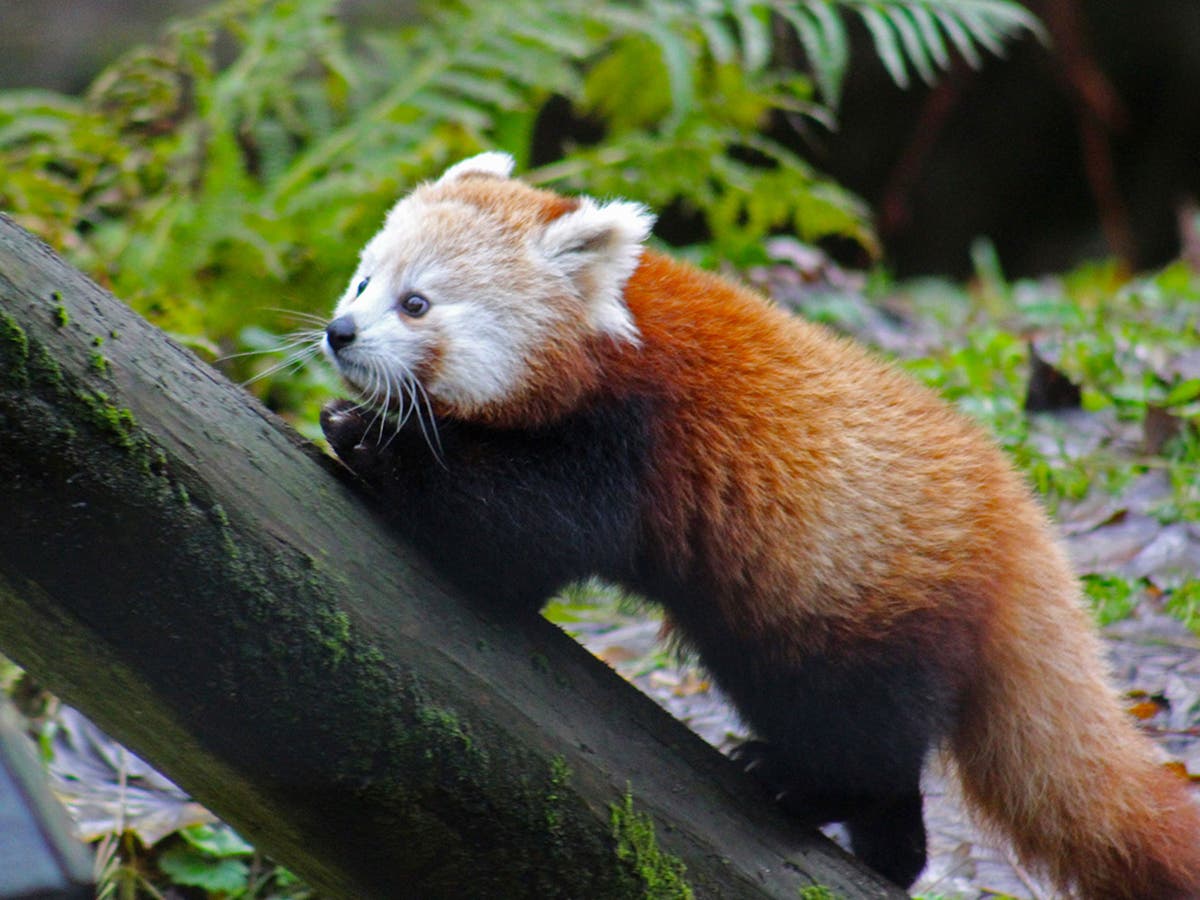 Endangered red panda cub found safe after escaping from Belfast Zoo