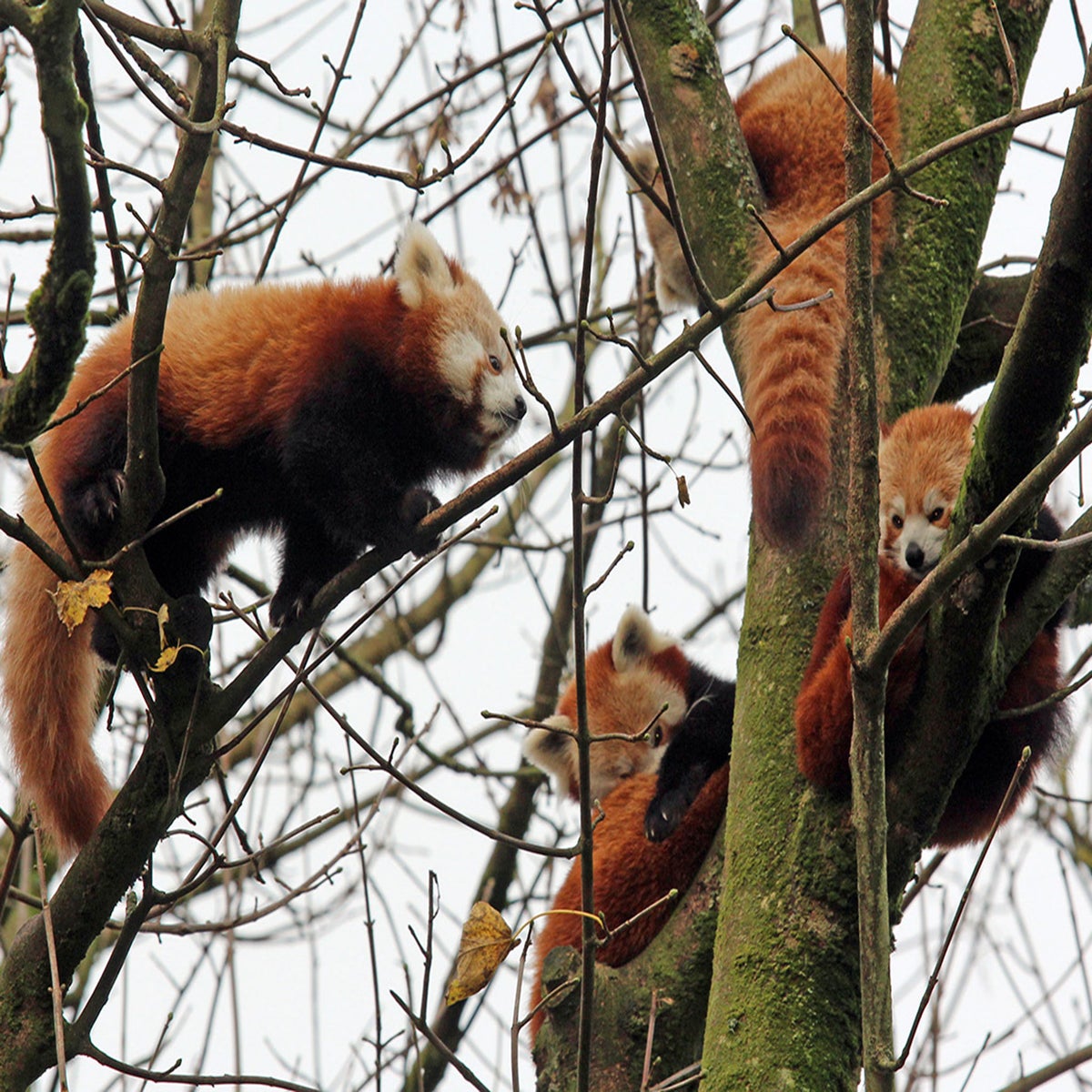 Red panda escape: Endangered animal found after escaping from Belfast Zoo |  The Independent | The Independent