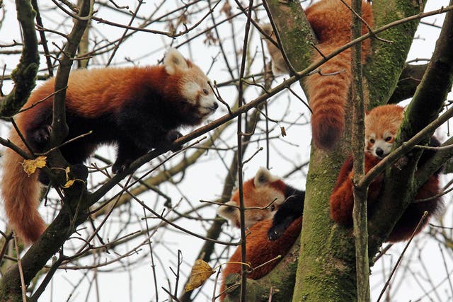 The entire red panda family at the zoo