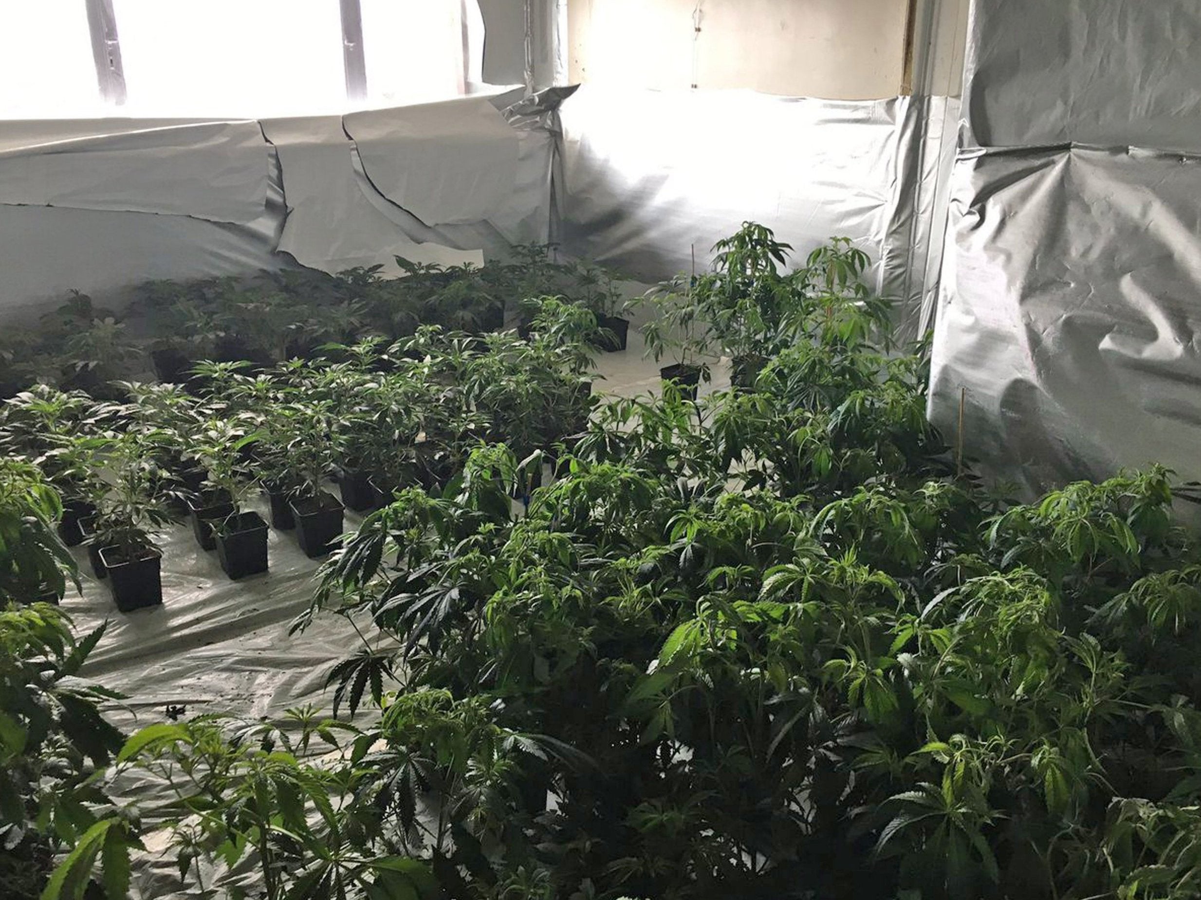 Police found a cannabis factory covering three floors of a Birmingham tower block