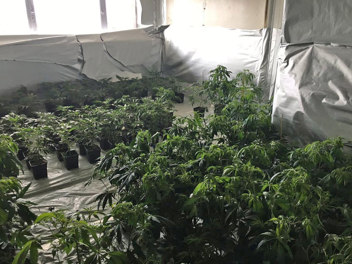 Huge cannabis factory found spanning three floors of Birmingham tower block