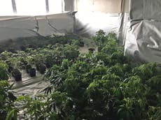 Huge cannabis factory found spanning three floors of tower block