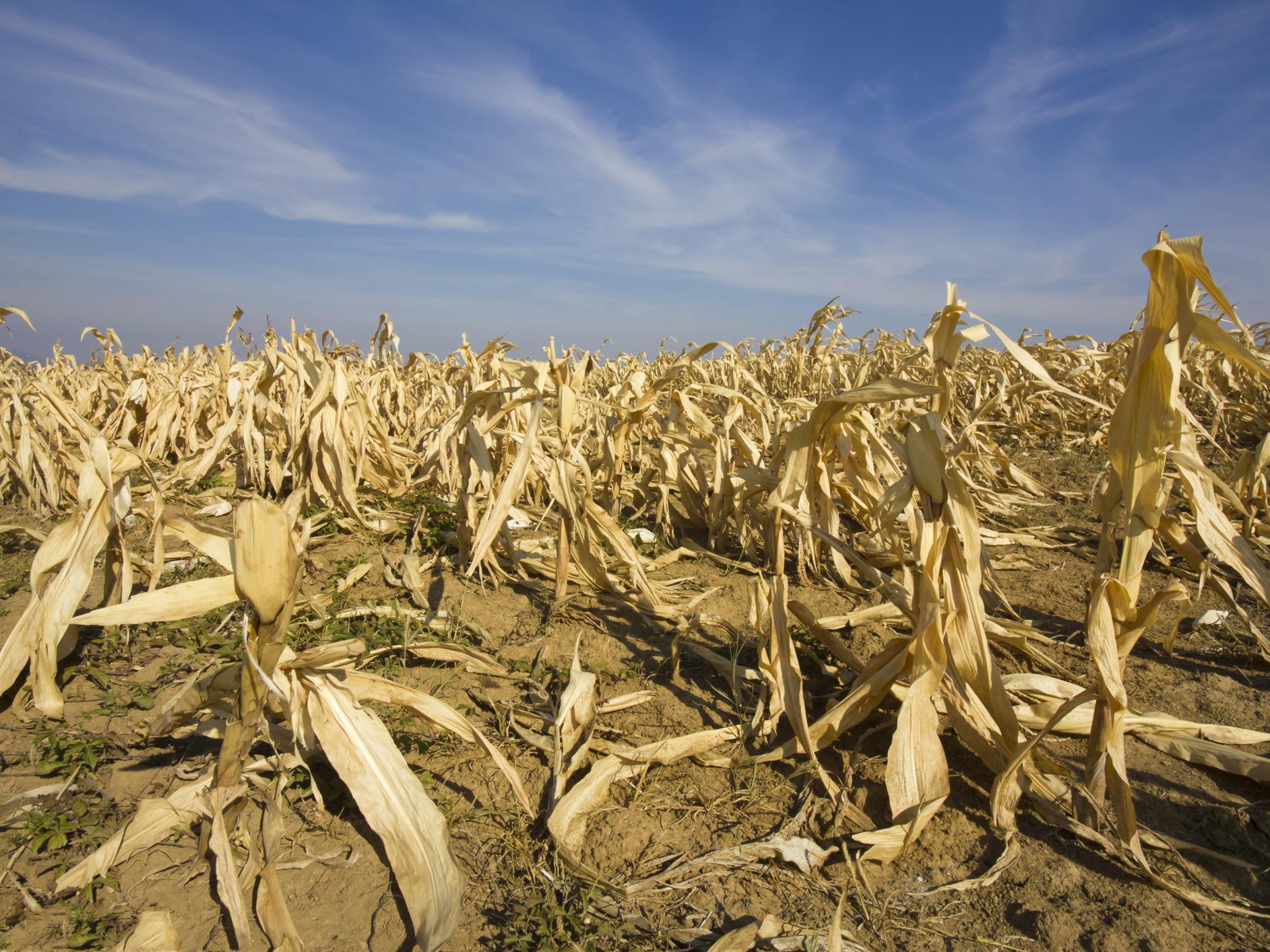 Crops fail during a drought
