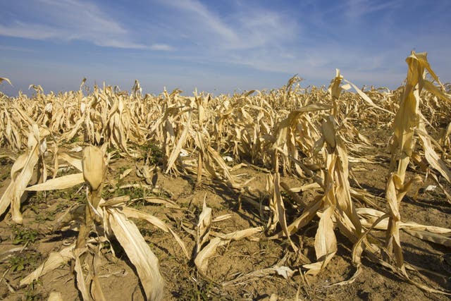 Crops fail during a drought