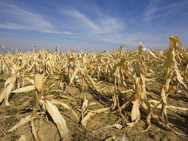 Around half of 'food shocks' involving crops were linked to extreme weather events