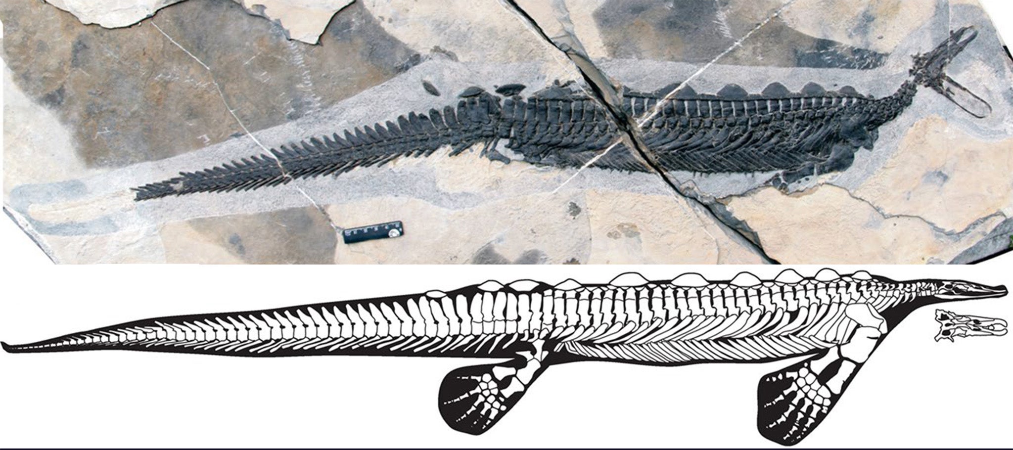 E carrolldongi represent the oldest record of non-visual prey detection in marine reptiles