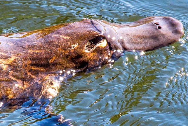 The duck-billed platypus is one of only two egg-laying mammals on the planet