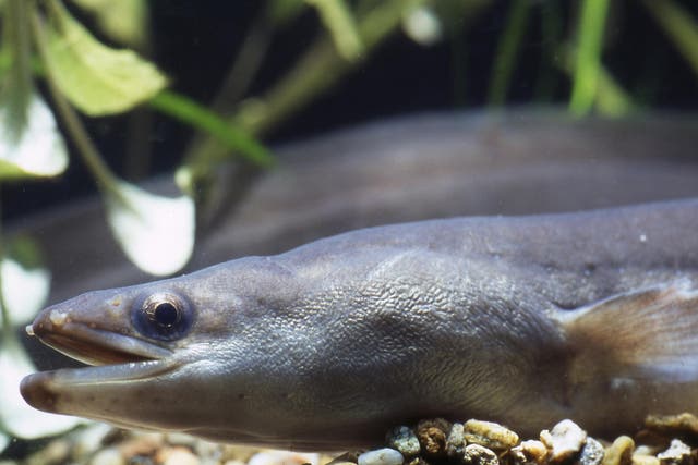 Eels in Europe are threatened by overfishing, dam construction and pollution