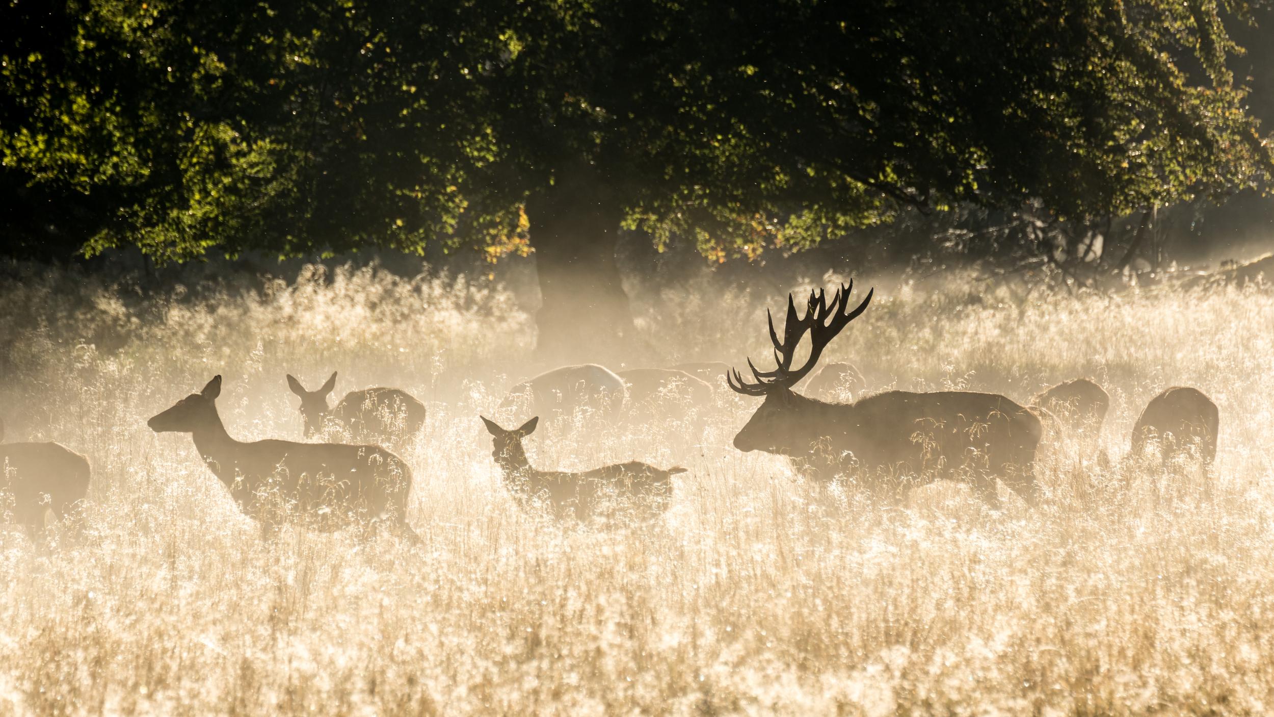 Wild deer roam the the woods of Dyrehaven