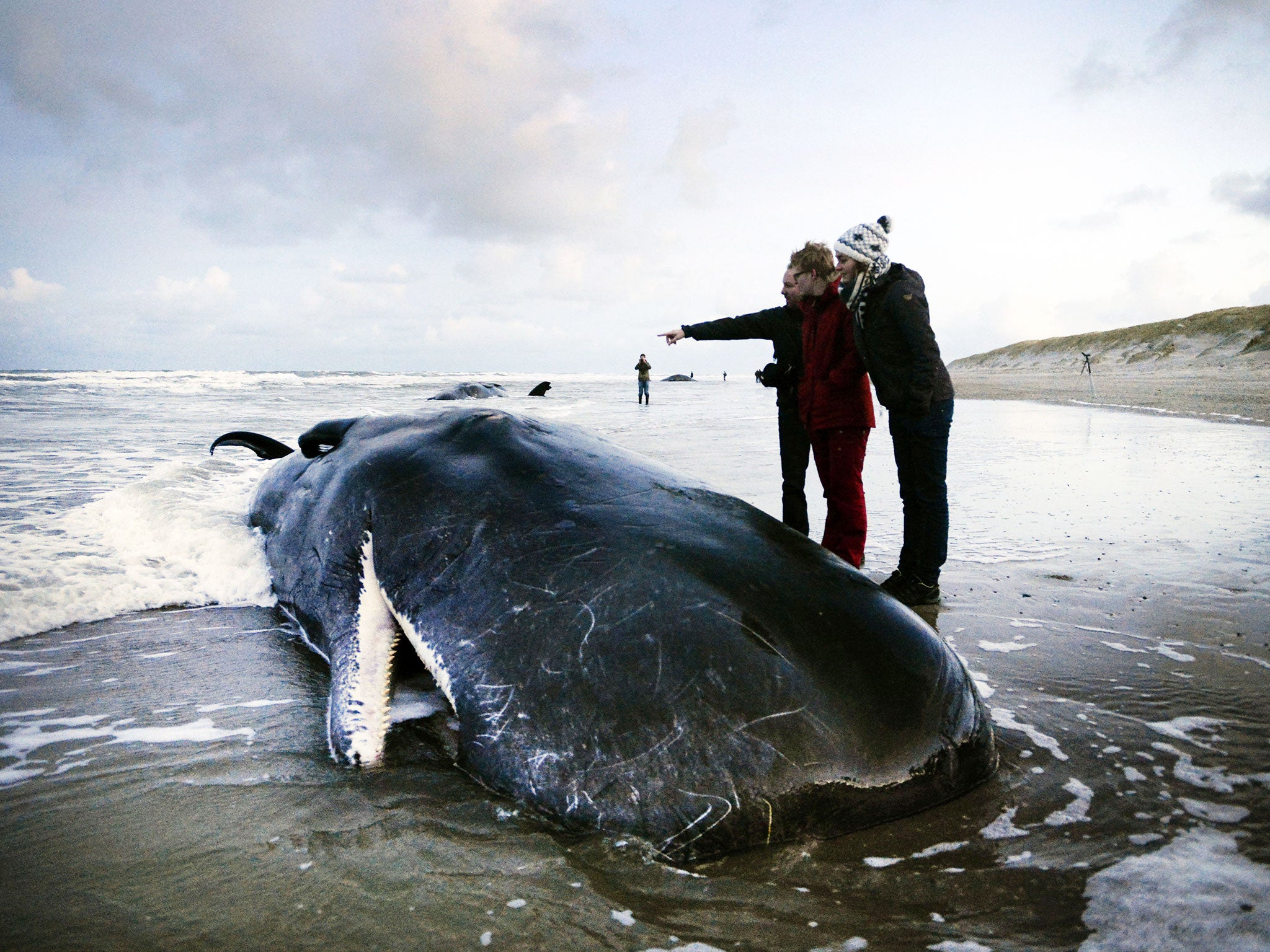 Sonar was developed in the 1950s to detect submarines – and mass strandings of beaked whales were rare before this point