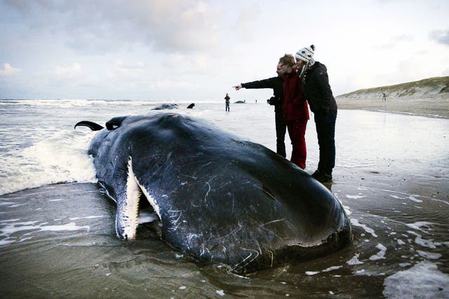 Sonar was developed in the 1950s to detect submarines – and mass strandings of beaked whales were rare before this point