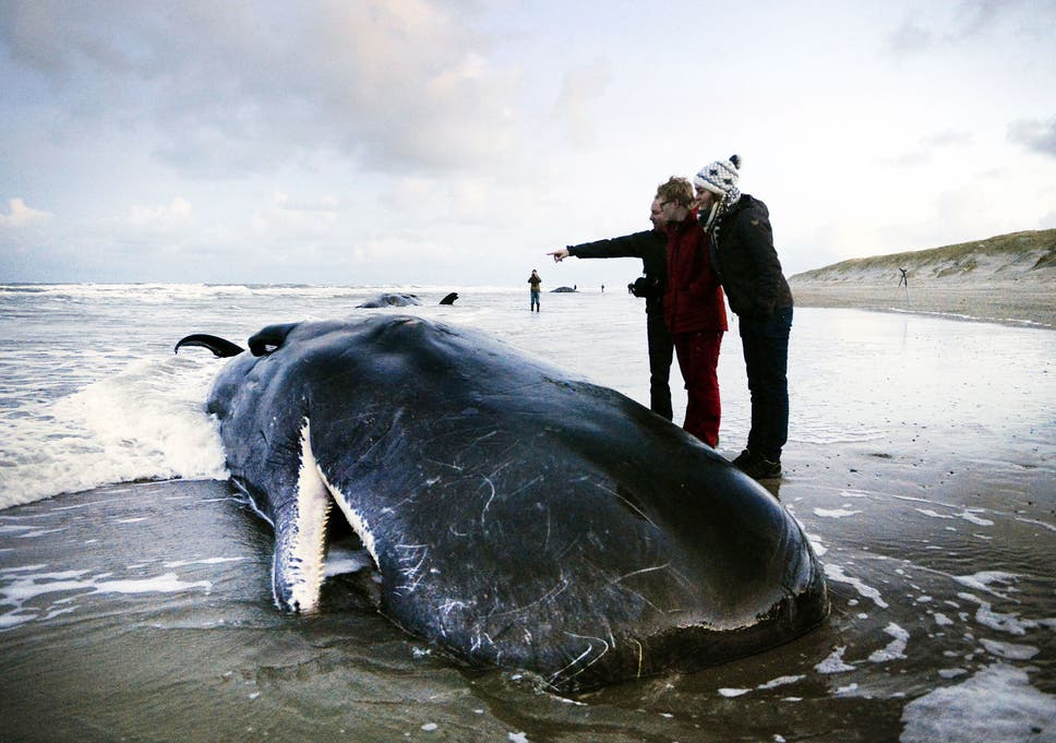 Sonar was developed in the 1950s to detect submarines â€“ and mass strandings of beaked whales were rare before this point