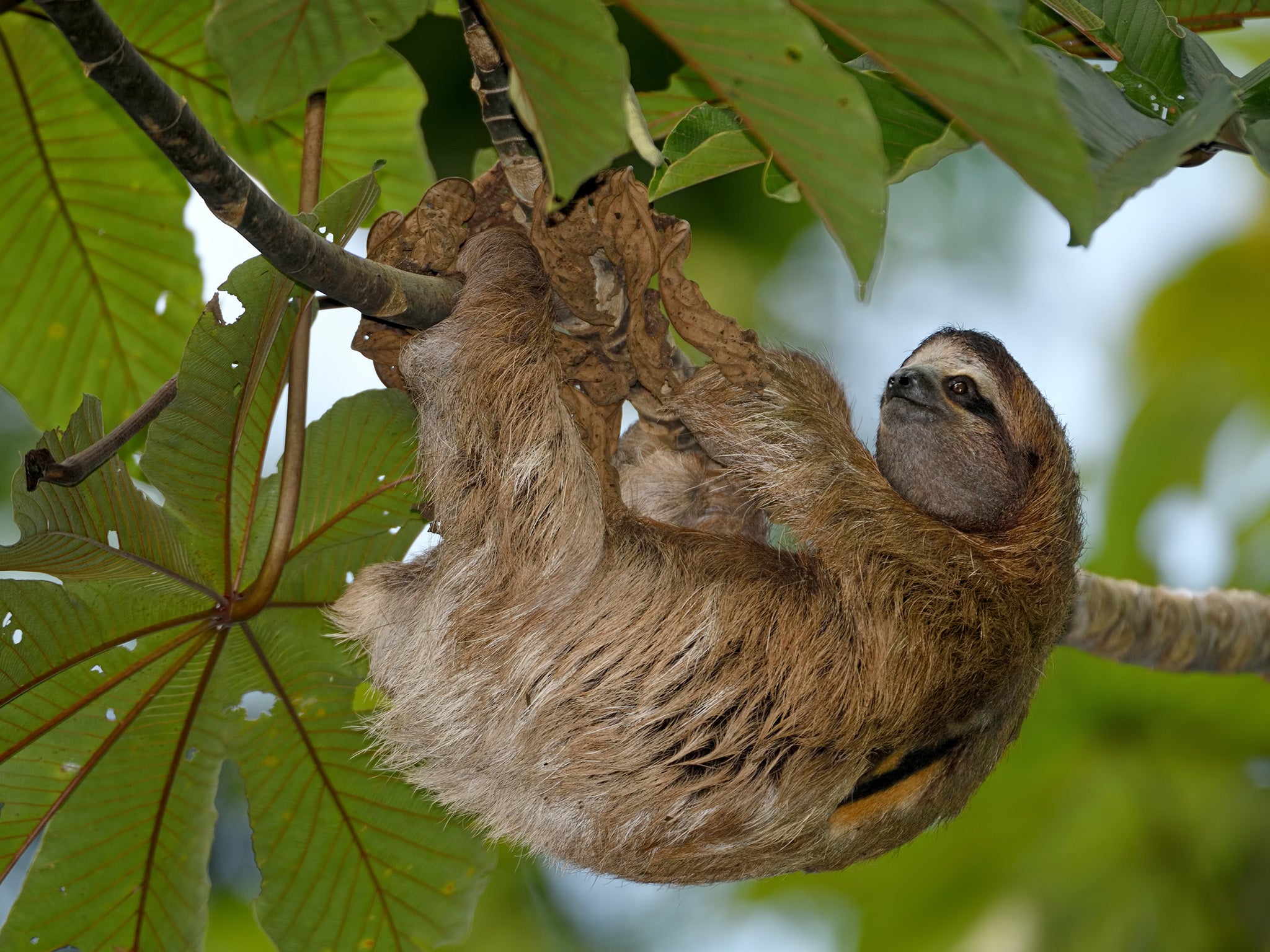 A three-toed sloth hangs on a guarumo tree in Costa Rica