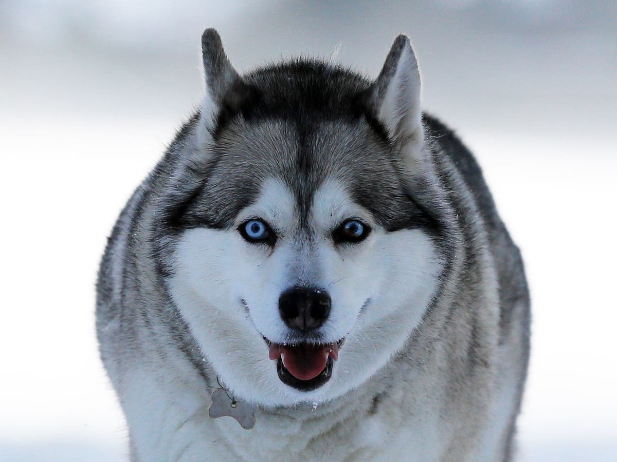 Dog starts house fire by turning on microwave