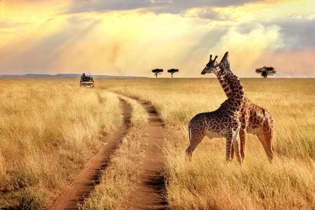 Take in Tanzania’s wildlife this month