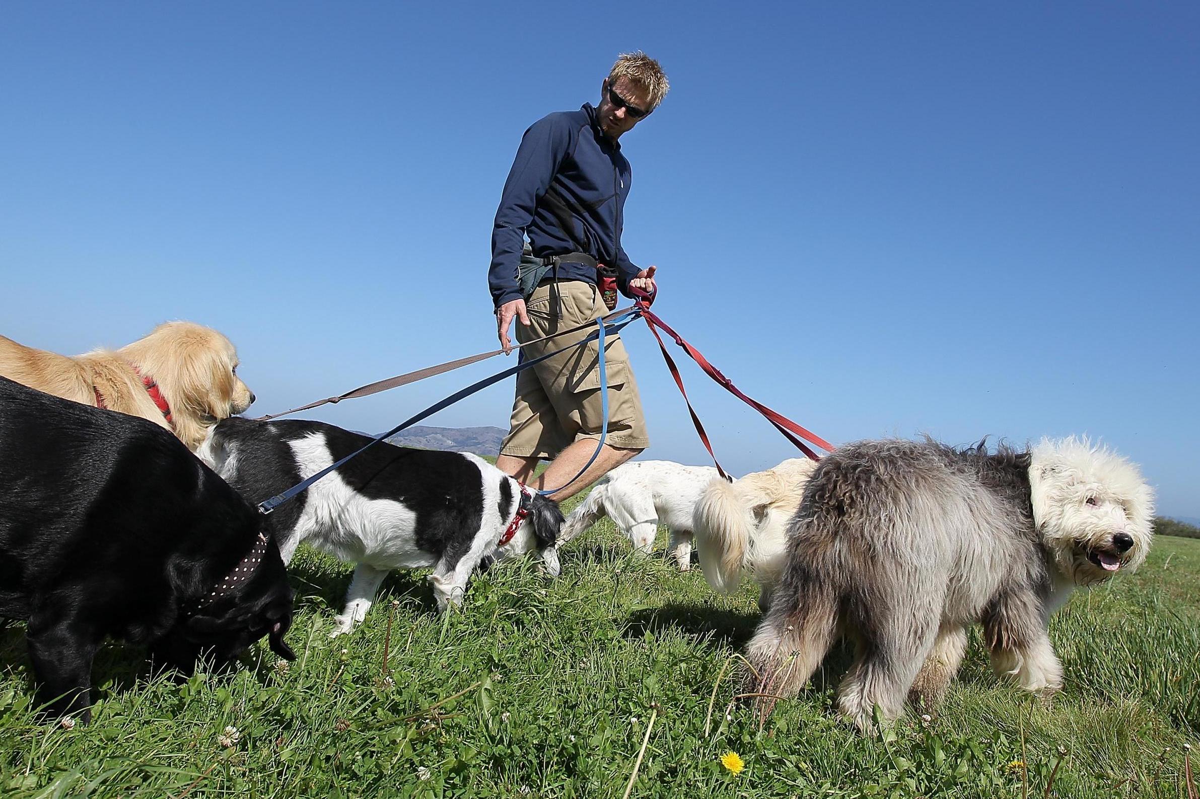 Independent dog sale walker