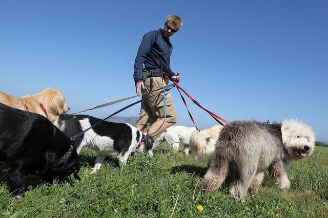 Professional dog walker Jon Lovette with dogs at Crissy Field, 19 October 2011 in San Francisco, California.