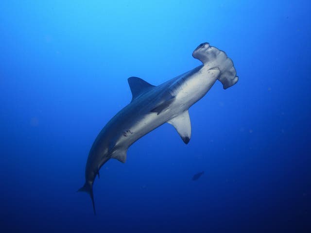 Hammerhead sharks were among the threatened species found in samples taken at an Asian wholesale retailer