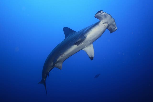 Hammerhead sharks were among the threatened species found in samples taken at an Asian wholesale retailer