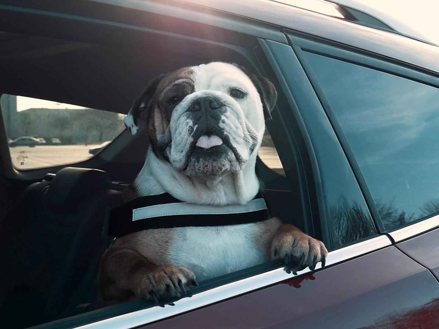 45 per cent of dog-owning drivers do not secure their pets every time they drive