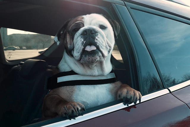 45 per cent of dog-owning drivers do not secure their pets every time they drive