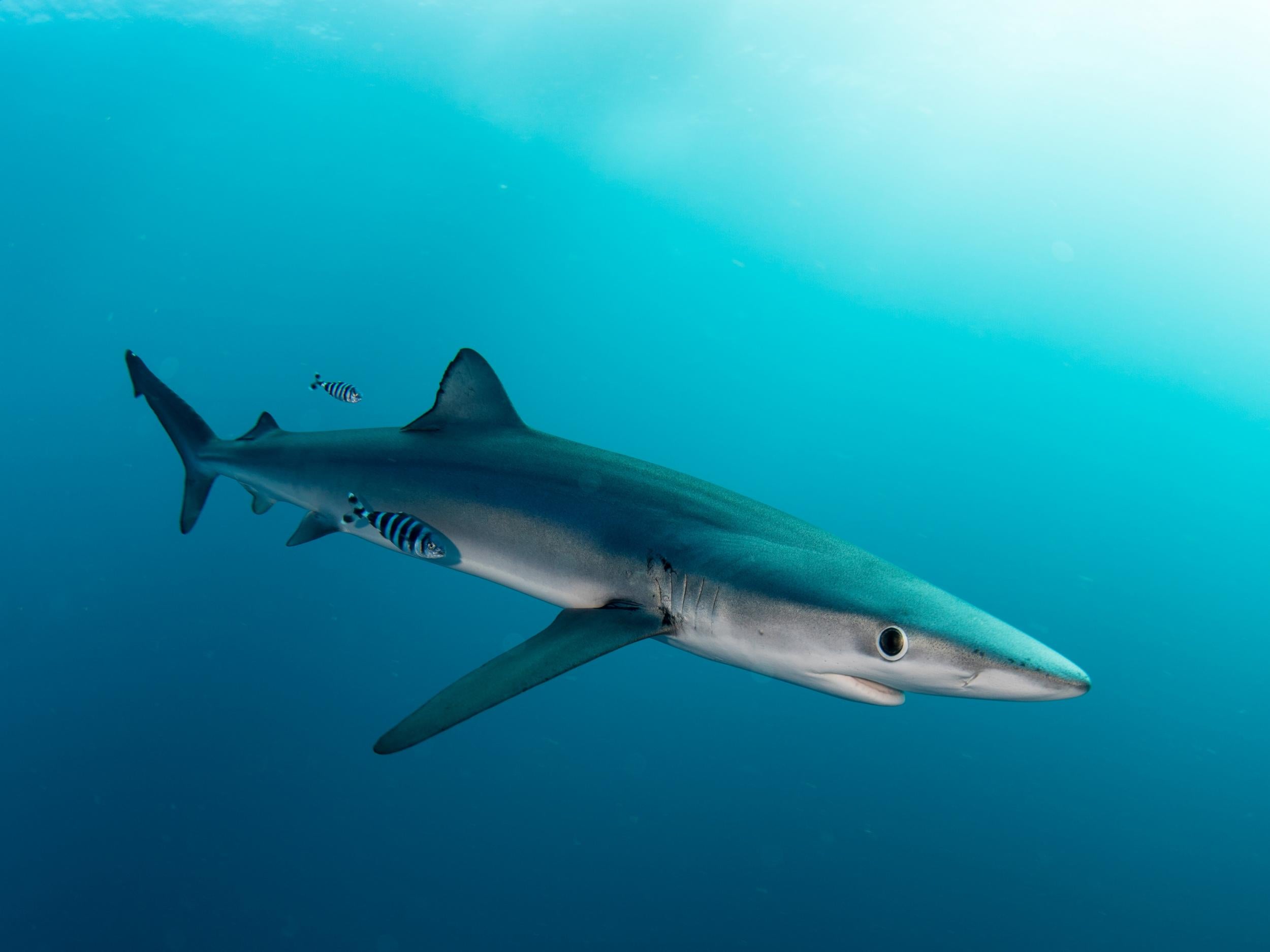 blue-shark.jpg