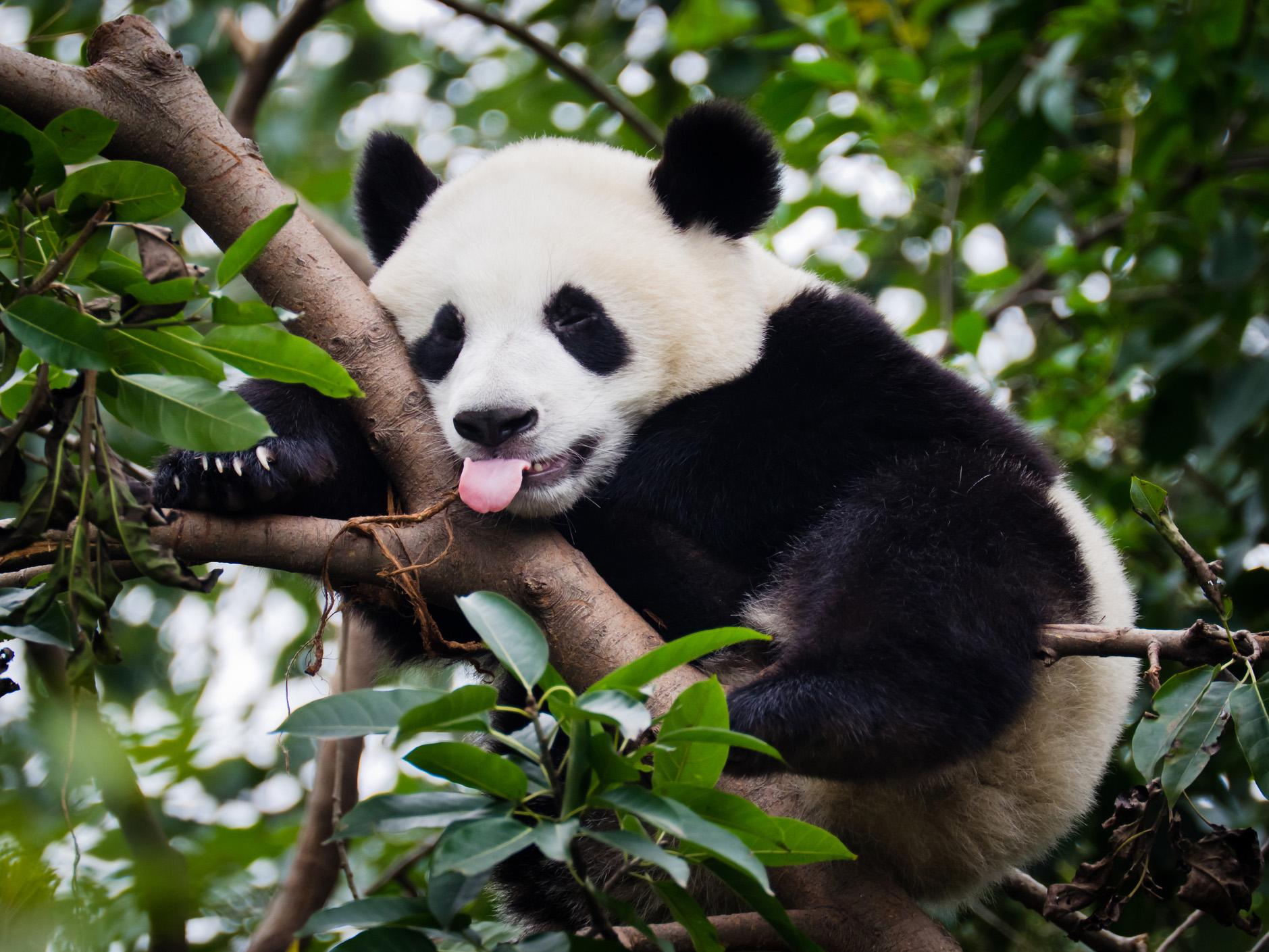 Sichuan is home to the giant panda