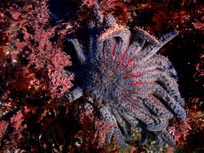 Mass starfish die-off is 'worst marine disease epidemic ever'
