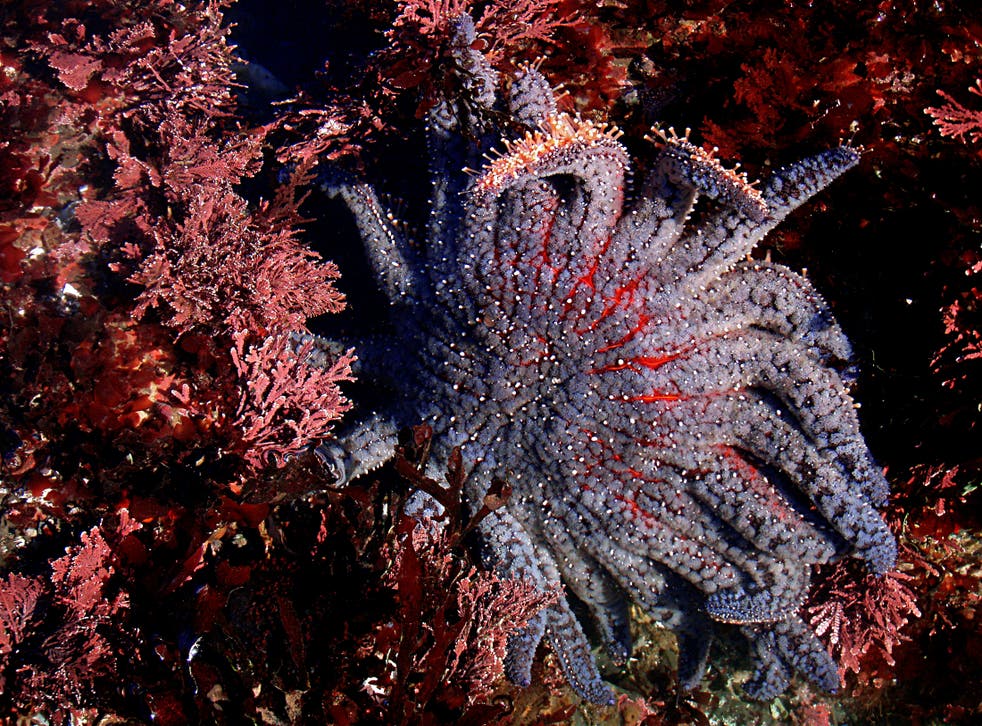 A sunflower sea star, one of the species that has been hit hard by a wasting disease
