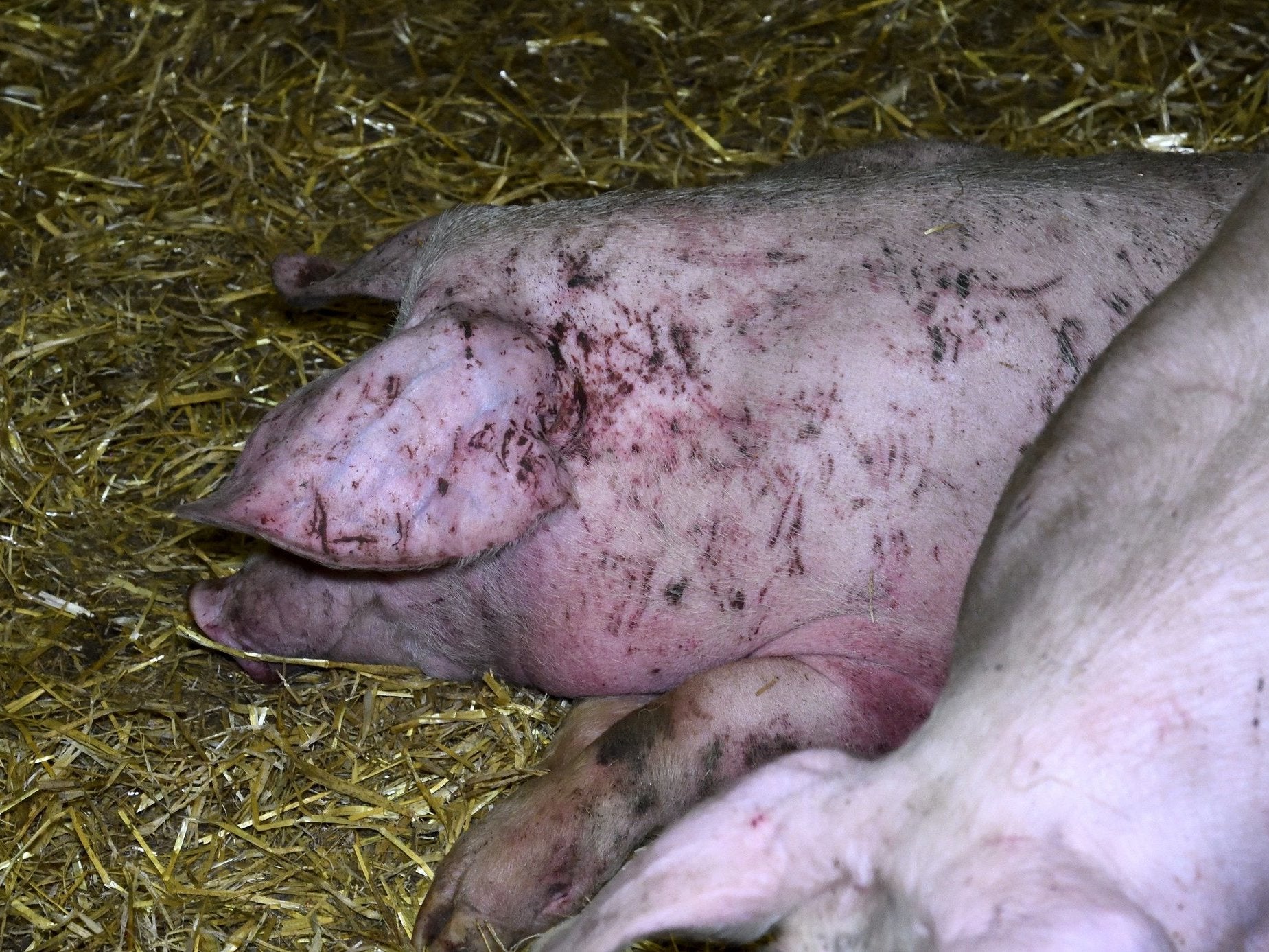 A scarred and bruised pig at Fir Tree Farm in Goxhill, Lincolnshire