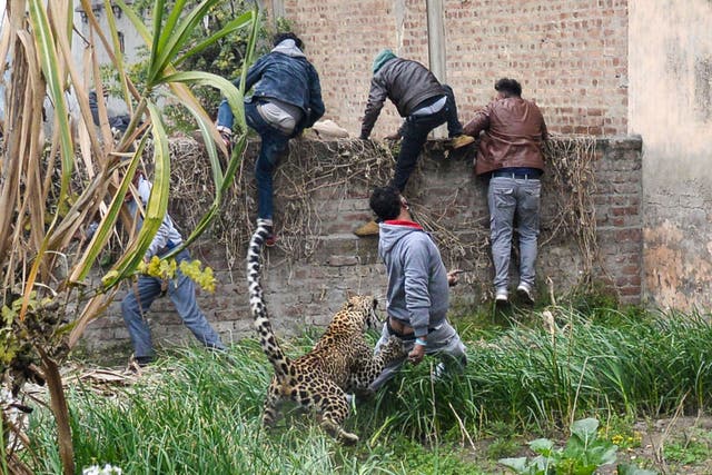 Locals flee the big cat in the Lamba Pind area, Jalandhar, yesterday