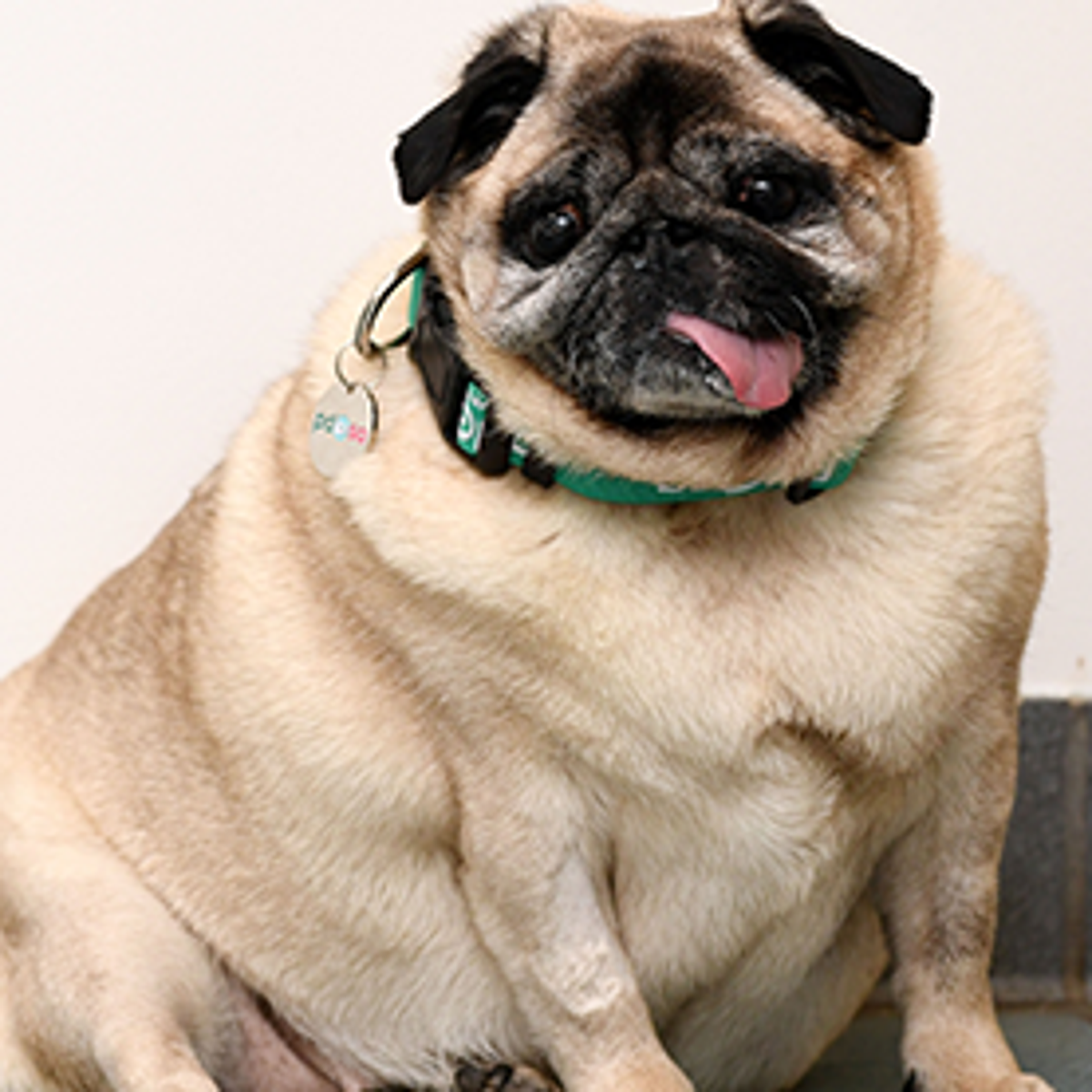 Fat pug deals dog