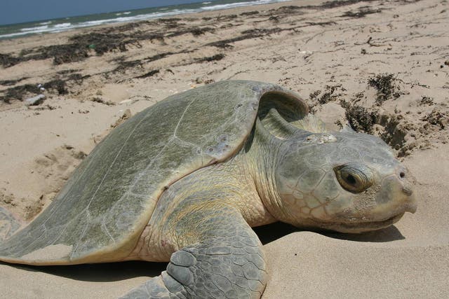 Kemp’s ridley sea turtles are among the most endangered species in the world